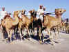 camel.jpg (38360 bytes)